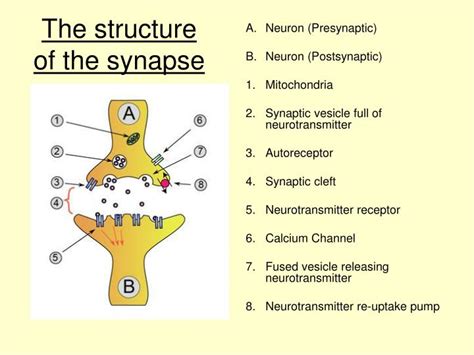 Labeled Diagram Of Synapse Anesthesia General Mechanism Syna