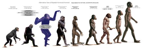 Alternative Adaptation Of Bipedality For Hominoid And Hominid