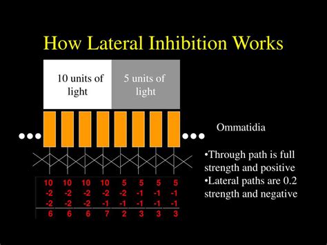 PPT - Lateral Inhibition and Receptive Fields PowerPoint Presentation ...