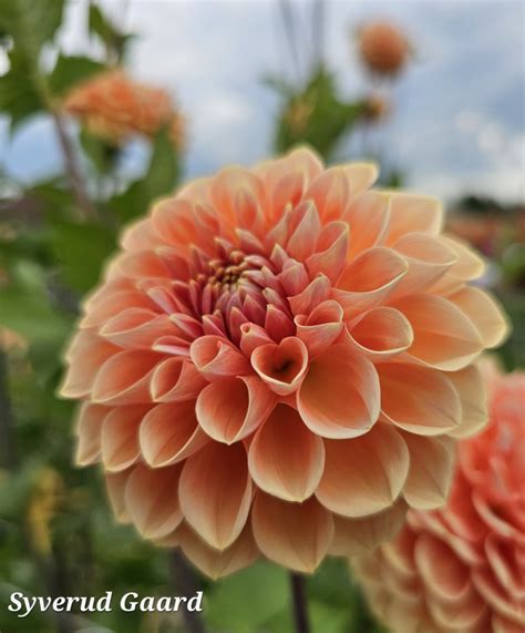 Dahlia Apricona Nyhet Syverud Gaard