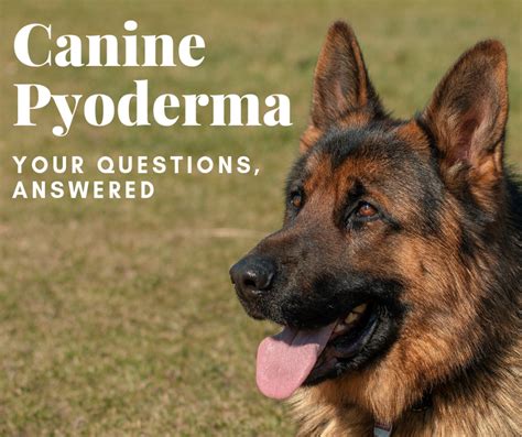 Pyoderma in Dogs: Causes, Symptoms, Diagnosis, and Remedies - PetHelpful