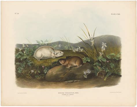 Audubon Bowen Ed Pl Hudson S Bay Lemming Quadruped Imperial