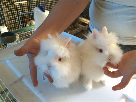 Rew Lionheads Born In February Bunny Born In February Rabbit