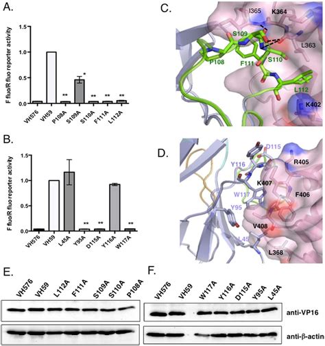 Anchor Amino Acids In Idab Vh Determined By Alanine Scanning Key