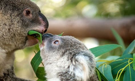 Koala Joey Phascolarctos Cinereus And Mom Eating Eucalyptus Leaf