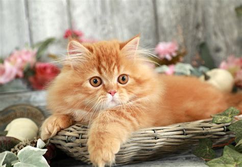 Red Persian Kittenultra Rare Persian Kittens For Sale 660 292 2222