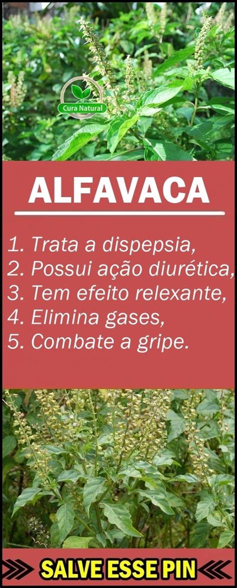 Alfavaca O Que Benef Cios E Como Usar Alfavaca