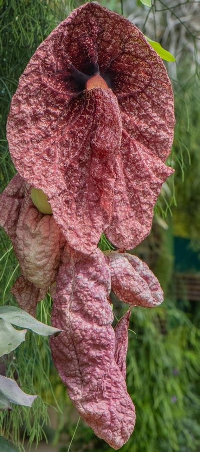 Calico Flower Aristolochia Littoralis Intricate Flowers Stock Photo