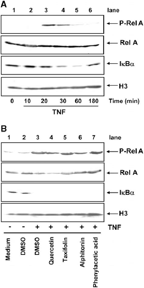 Quercetin Did Not Inhibit TNF Induced NF KB RelA Phosphorylation And