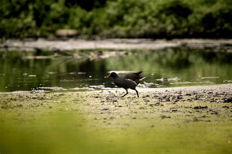 Common Moorhen Bird Birdwatching - Free photo on Pixabay - Pixabay