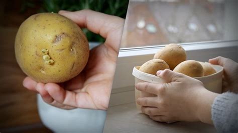 Gefährlich oder unbedenklich Kann man keimende Kartoffeln noch essen