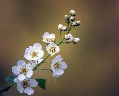 White Flowers Nature Free Photo On Pixabay Pixabay