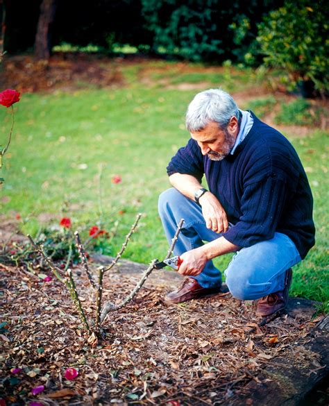 Don's Tips: Summer Pruning Roses - Burke's Backyard