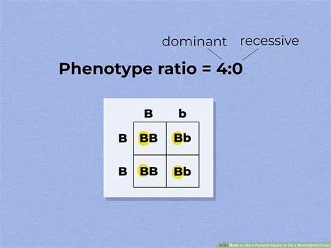 Monohybrid Cross Example