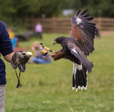 History of Harris Hawks - Falconry Advice