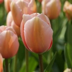 Tulipa Salmon Impression