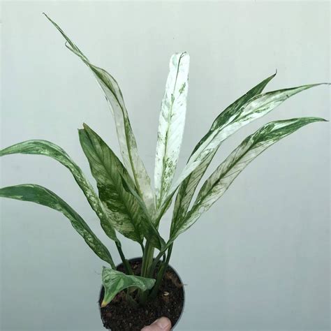 Spathiphyllum Wallisii Variegata Special Plants Nelumbogarden