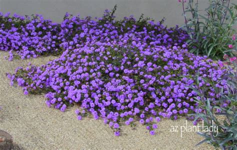 Purple Lantana Ground Cover - Orange County Landscape Contractor | Company| TRU Landscape Services