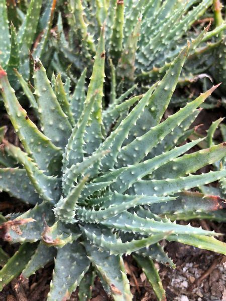 Succulents Aloe Aloe Humilis Buy Plants Online