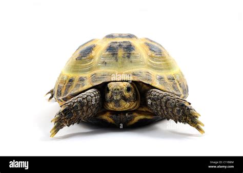 Horsefield Tortoises Hi Res Stock Photography And Images Alamy