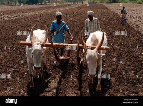 Farmers Ploughing The Field Using Cattle India Stock Photo Alamy