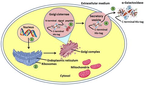 Secretory Pathway And Regulation Of Extracellular Galactosidase In A