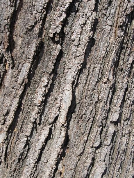 Old Oak Tree Bark Free Stock Photo - Public Domain Pictures