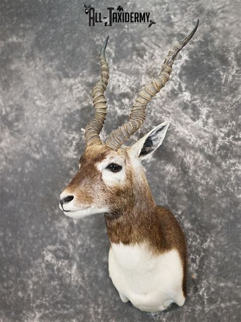 Black Buck taxidermy shoulder mount SKU 2365 - All Taxidermy