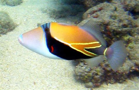 Humuhumunukunukuāpuaʻa Also Called Reef Triggerfish Is The State Fish