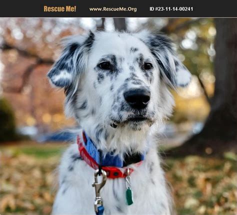 ADOPT 23111400241 English Setter Rescue Boerne TX