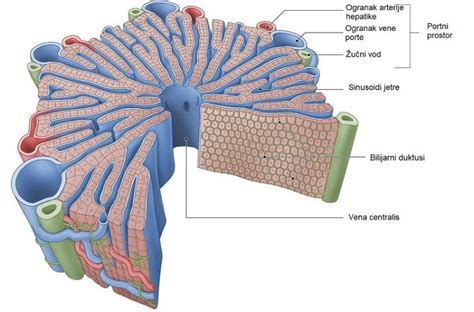 Građa I Uloga Jetre Fiziologija Stručna Literatura Moja Medicina