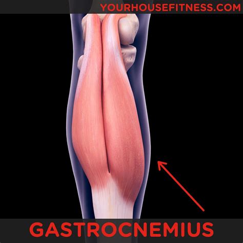 Gastrocnemius Muscle Origin And Insertion