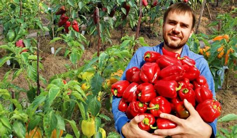 Wskazówki jak uprawiać piękną dużą i smaczną paprykę Uwaga Poradnik