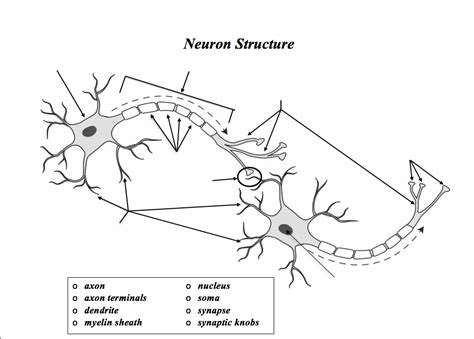 Basic Neuron Diagram