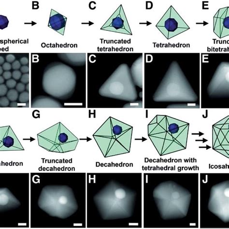 Models And Stem Images Depicting The Proposed Growth Pathway Of A