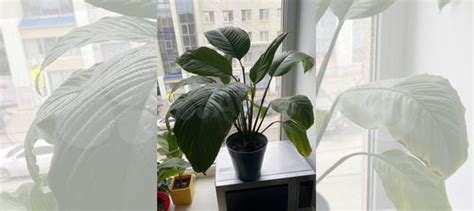 Комнатные растения купить в Омске | Товары для дома и дачи | Авито