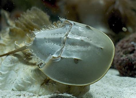 Horseshoe Crab - A-Z Animals