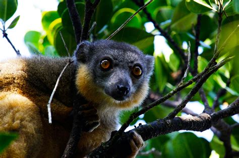 Threatened Biodiversity In Madagascar Globalgiving