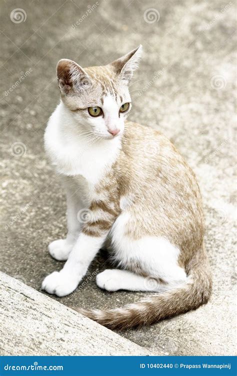 Yellow-green eyes (Cat) stock photo. Image of young, isolated - 10402440