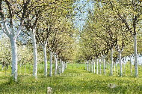 Blossoming orchard in spring — Stock Photo © fotokostic #39688209