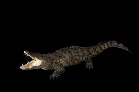 Morelets Crocodile Crocodylus Moreletii Joel Sartore