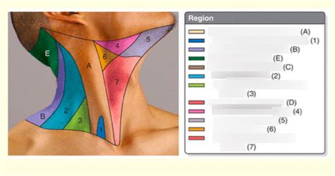diagram  regions   neck quizlet