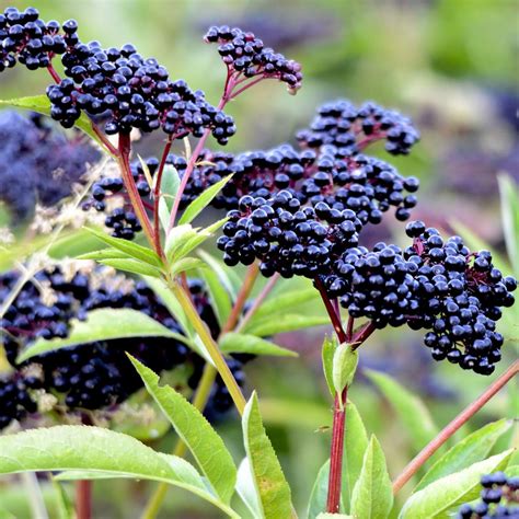 QAUZUY GARDEN 100 Premium OIF8 Seeds Common Wild Elderberry Seeds