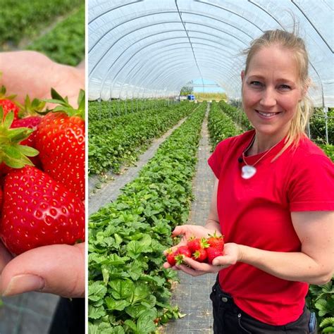 Lovande Utsikter Det Blir Jordgubbar Till Midsommar SVT Nyheter