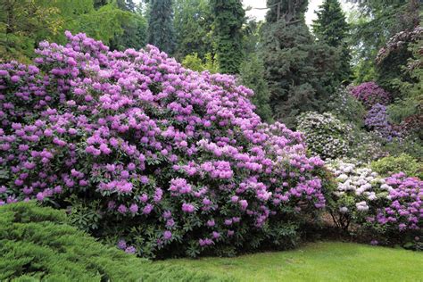 14 Rhododendron Growing Mistakes To Avoid How To Fix Them