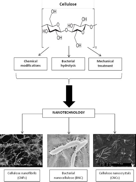 Nanocellulose Nano In Size Tremendous In Strength And Endless In