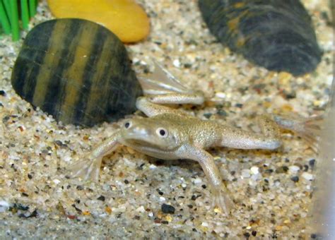 African Dwarf Frogs: Tank Set-Up? | AquariaCentral.com