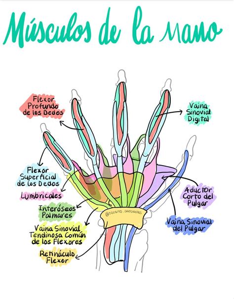 M Sculos De La Mano Anatom A M Dica Anatomia Humana Musculos Libros