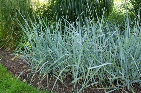 Leymus Arenarius Blue Lyme Grass Karl Gercens Flickr