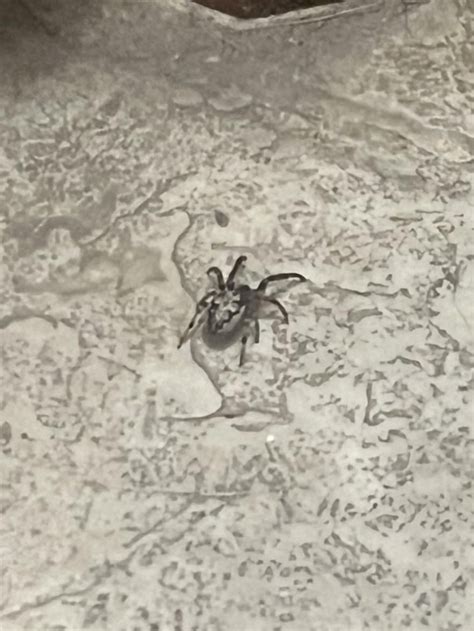 What Kind Of Spider Found In Wisconsin R Spiderid